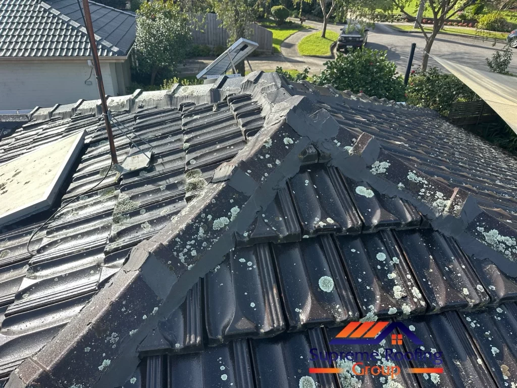 Fresh pointing around the ridge and hip junction in Donvale